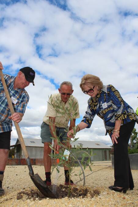 FROM LITTLE THINGS: Community gardeners Gary Daly and Chris Langerak plant an olive tree with the help of West Tamar mayor Christina Holmdahl. 