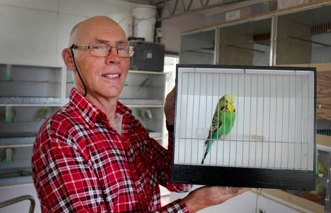 BUDGIE BOX: Northern Tasmanian Budgerigar Society treasurer Derek Poole houses about 300 birds at his home in Longford. Picture: Hamish Geale 