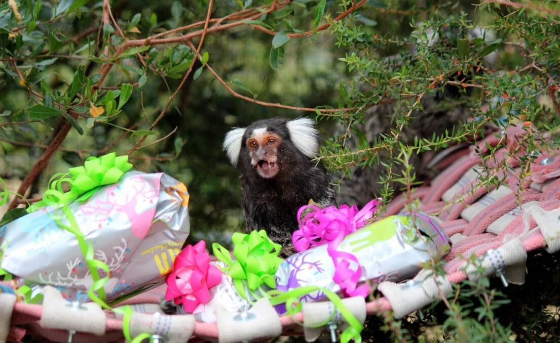 PRESENTS FELT: Tam the marmoset arrived at Tasmania Zoo from New South Wales last week. Tam celebrated her first birthday on Sunday. Picture: Hamish Geale   