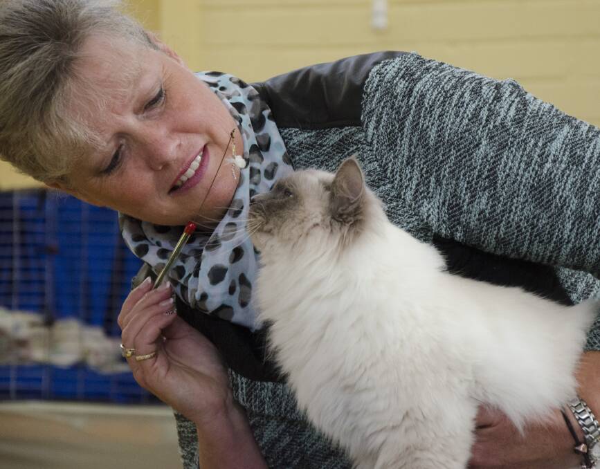 HELLO KITTY: Queensland judge Jenny McKernan with a Birman at the Tamar Valley Cat Club show last month. The show drew a strong crowd to the Evandale Memorial Hall. Picture: Supplied