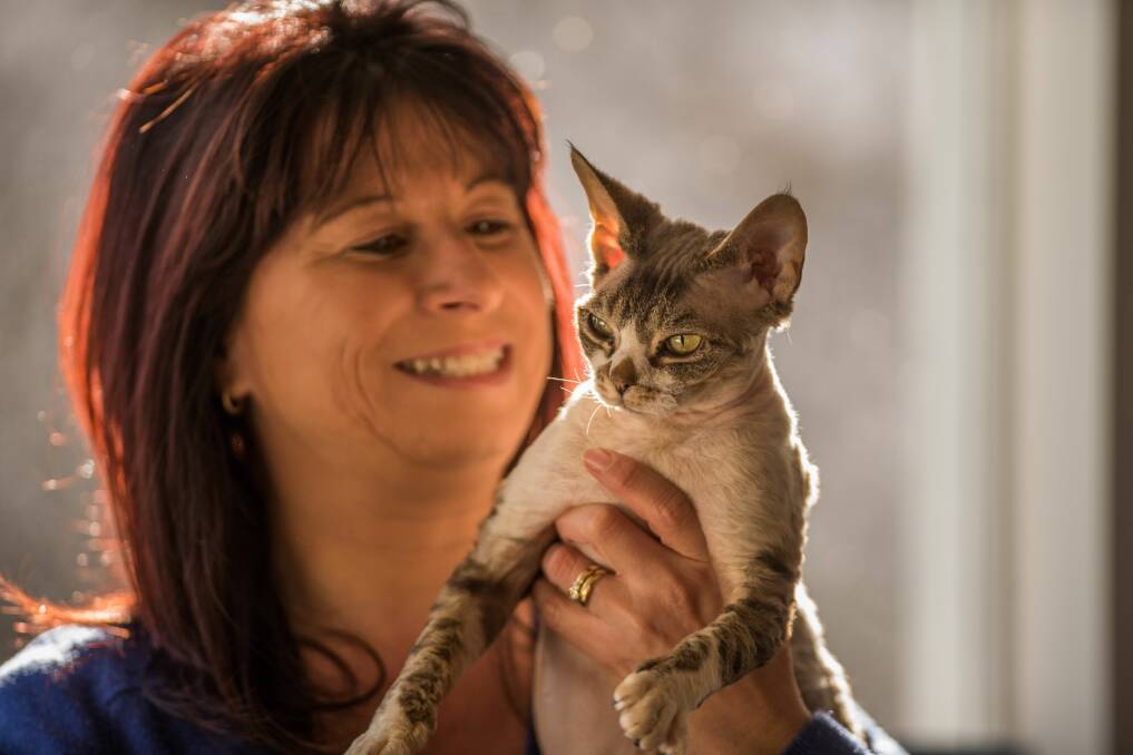 DEVON ON DISPLAY: Just Cats director Rachel Beech with Sugar, her Devon Rex cat, who will be on show this Sunday in Evandale. Picture: Scott Gelston