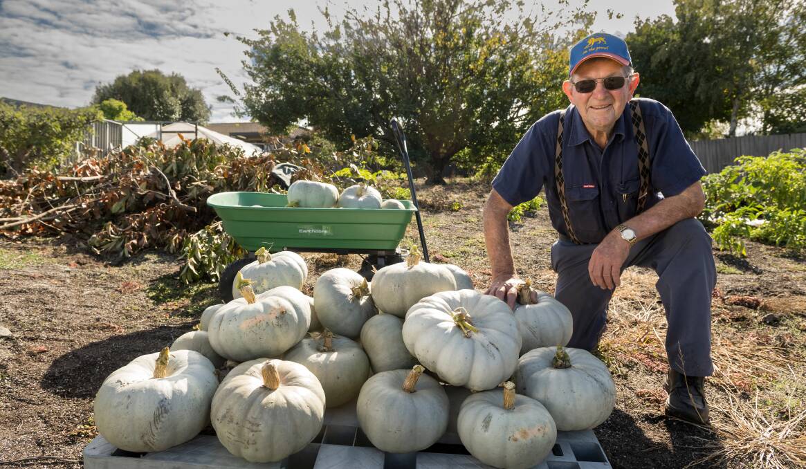 Norwood's Bill Allan with a loaded crate of pumpkins. Picture by Phillip Biggs 