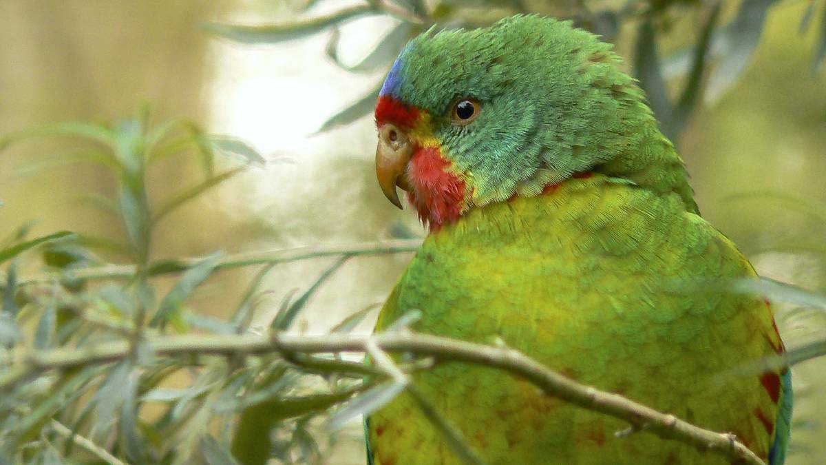 ENDANGERED: The habitat of swift parrots is being threatened by illegal wood harvesting. The birds only breed in Tasmania.  