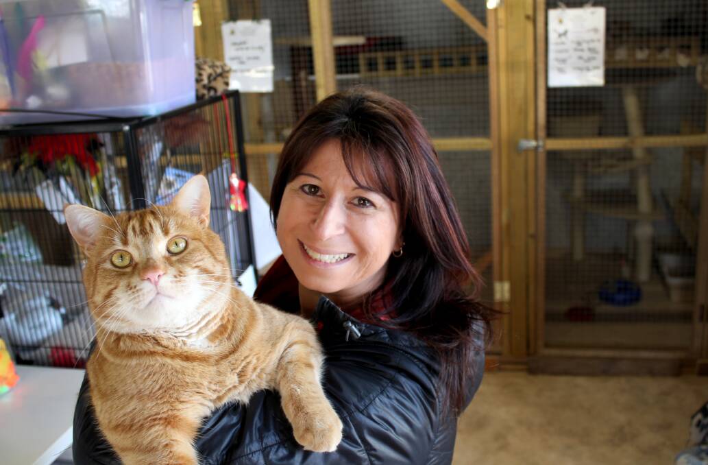 New lives sought for cat shelter veterans | gallery