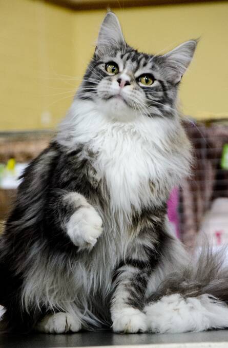 CATS JUST THE WAY IT IS: A Norwegian Forest Cat. 
