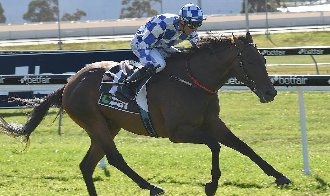 STAR: Admiral is a chance to take out the $100,000 Conquering over 1400 metres at Mowbray on Wednesday night. Picture: Tasracing
