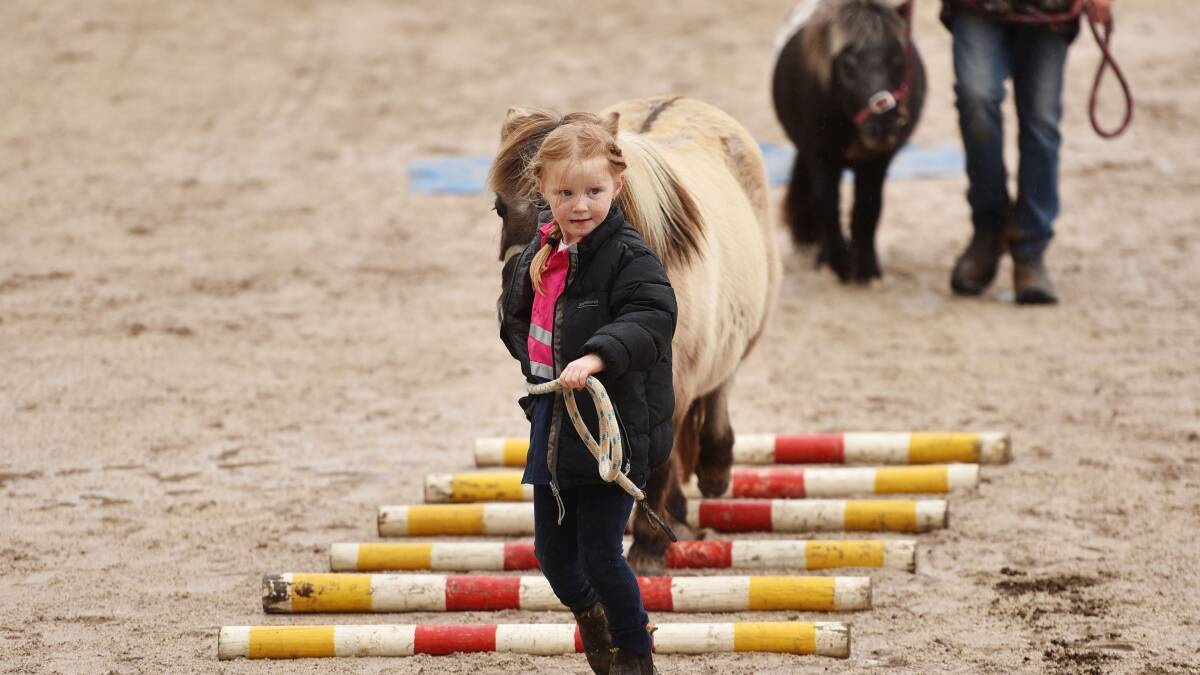 GALLERY: Five-year-old Matilda Cameron, Launceston, leads Paluka Kimberley on day one of Agfest 2016. Picture: Scott Gelston