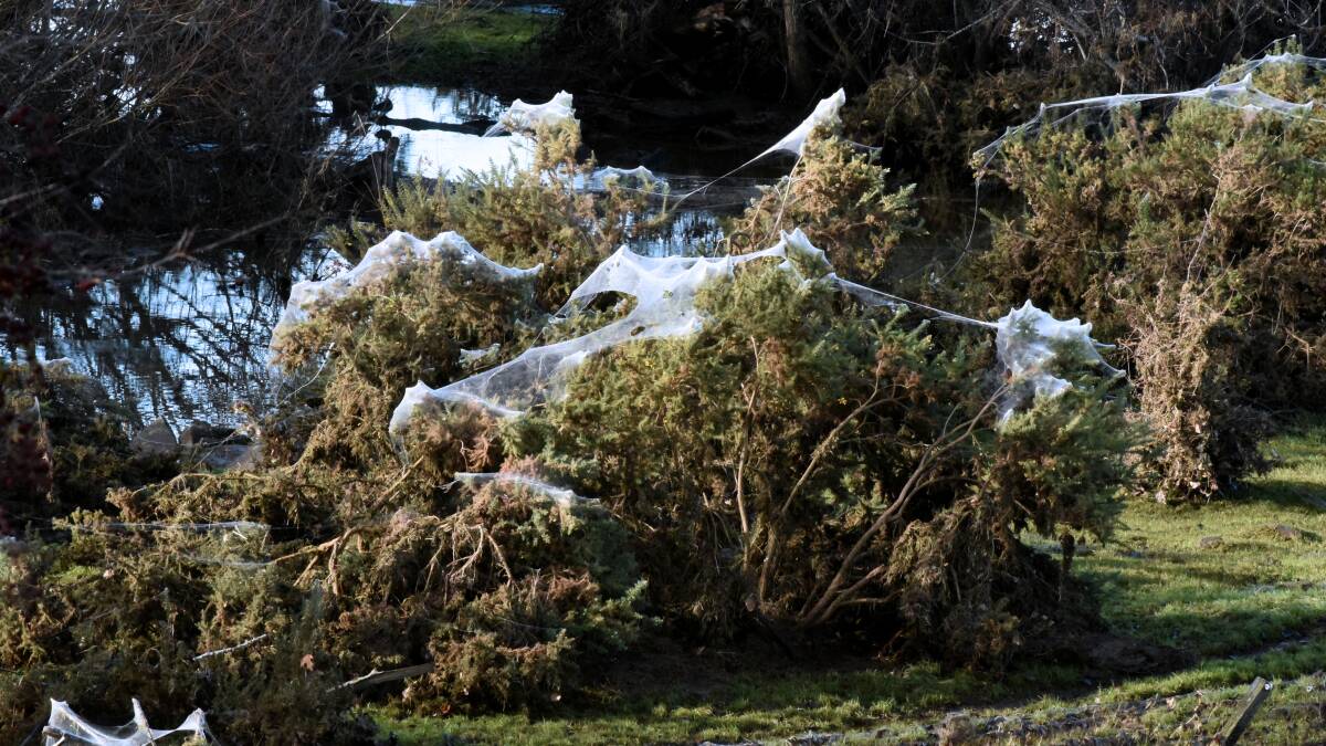 In heavy rain, spiders fling themselves to safety by casting silk threads on top of trees and shrubs. This example is near Westbury. Picture: Neil Richardson