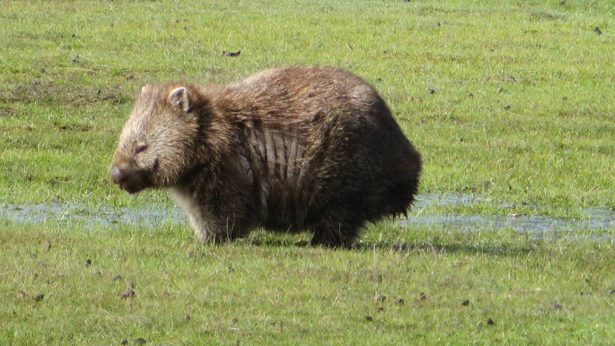 OUTBREAK: A mange-infested wombat in Narawntapu National Park.