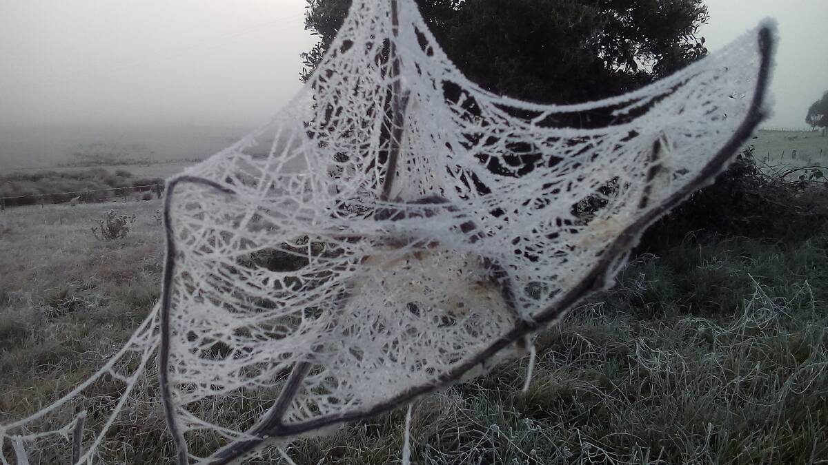 Spider webs out in force at Quamby Bend, Meander Valley. Pictures: Theresa Cassidy
