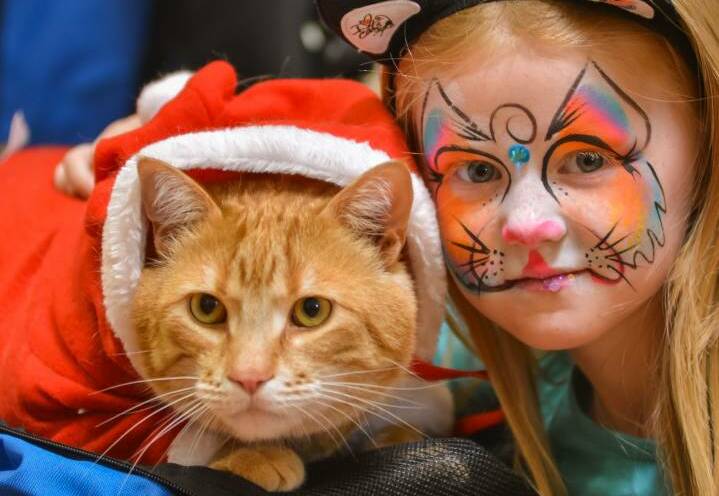 Gavin the cat, with Matilda Cameron at Just Cats Tasmania's biennial Cat and Kitten Expo held at Evandale Memorial Hall on Sunday. Picture: Phillip Biggs