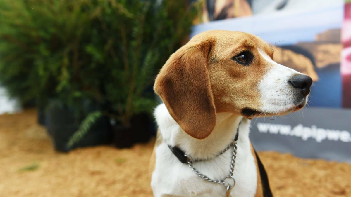 Buster the nine-month-old beagle at Agfest. Picture: Scott Gelston.