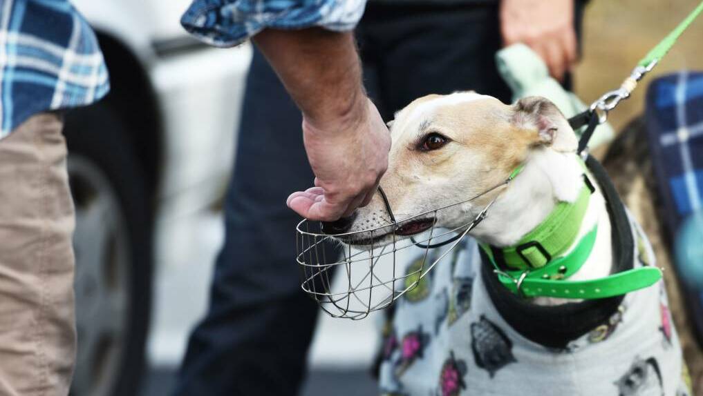 The Greyhound Adoption Program Tasmania hosted a walk at Heritage Forest, Launceston on Sunday. PICTURE: Scott Gelston.