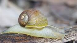 An adult green snail. Picture: Agriculture Victoria