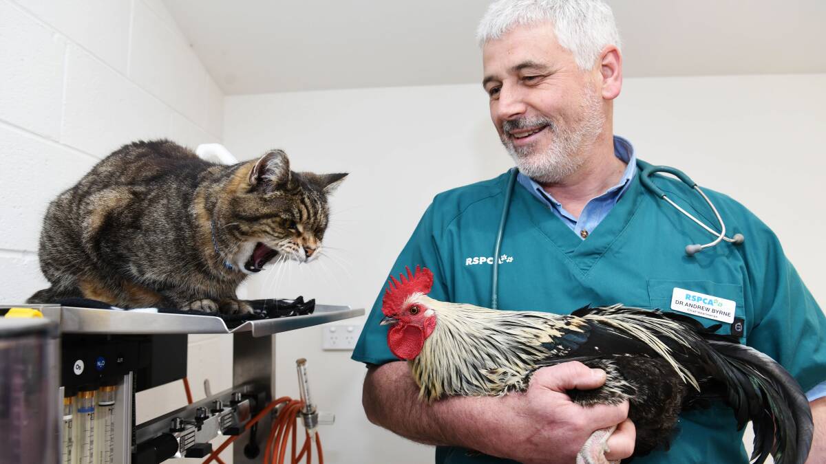 RSPCA Tasmania's new Chief Veterinarian Dr Andrew Byrne with Boss the cat and Kevin the Rooster. Picture: Scott Gelston.