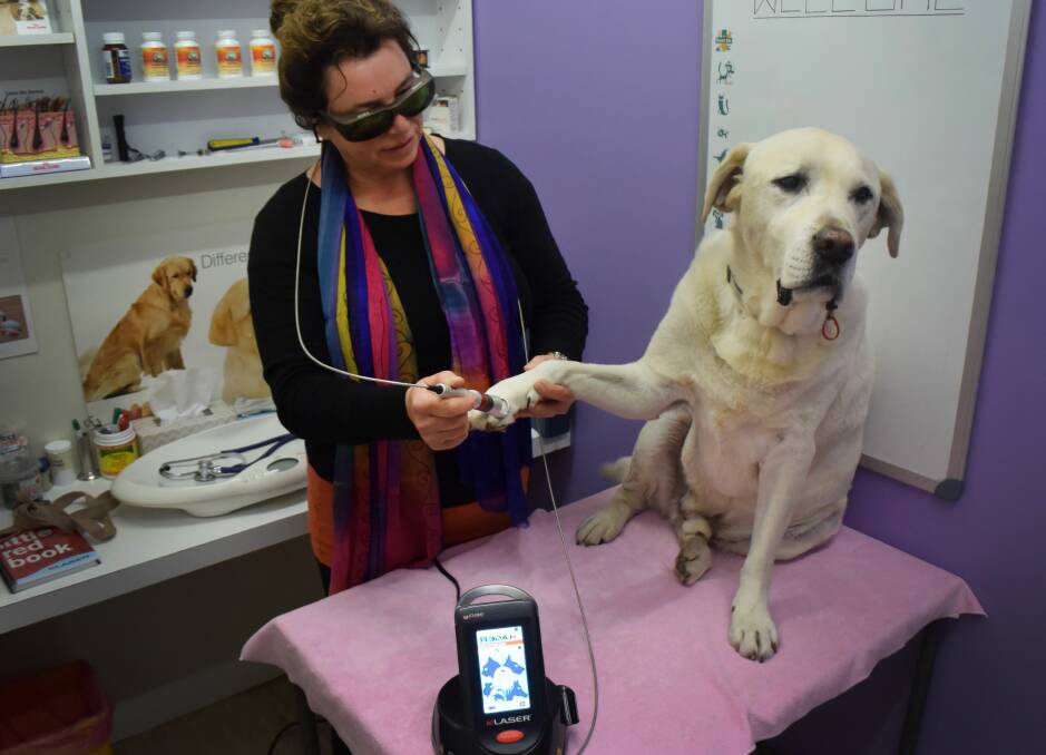 HEALING: Longford Veterinary Clinic's Dr Martina McPeace uses the new laser treatment on Hugo. Picture: Zona Black