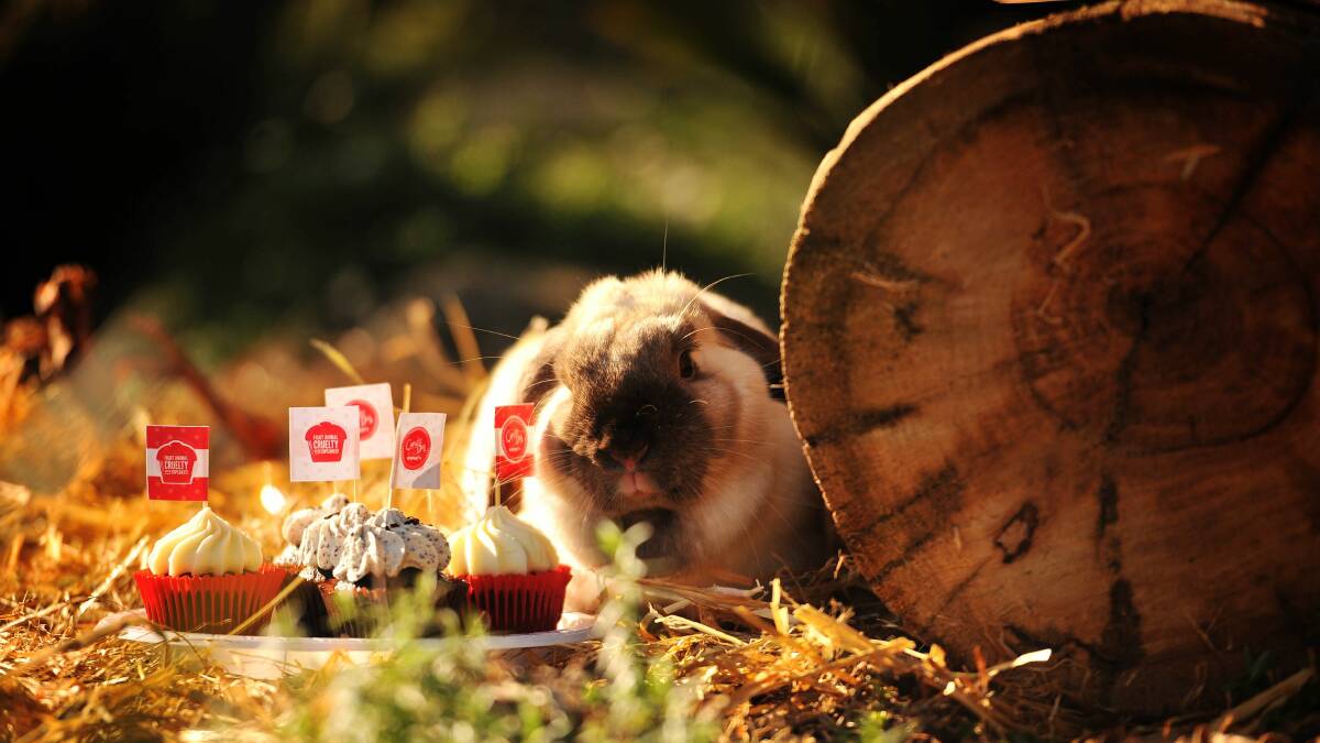 Clover the bunny is getting ready for the annual RSPCA Cupcake Day, on August 15. Picture: Scott Gelston
