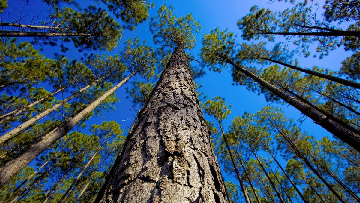 State government’s $60.7m forestry deal
