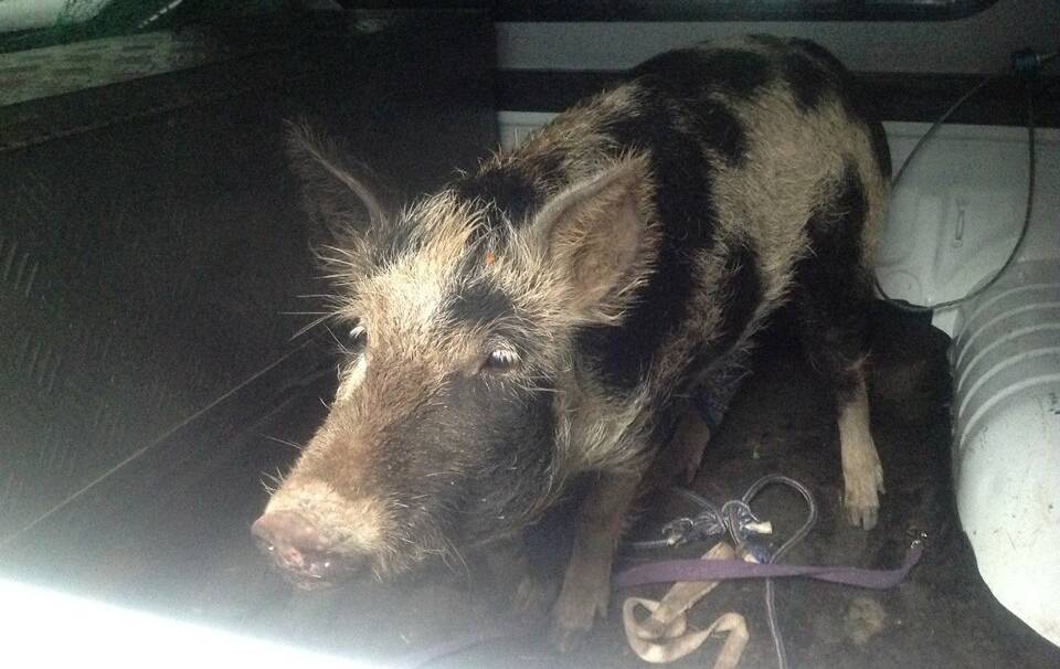 After a trot around Youngtown, this pig was finally captured by regulations officers. Picture: City of Launceston Facebook page