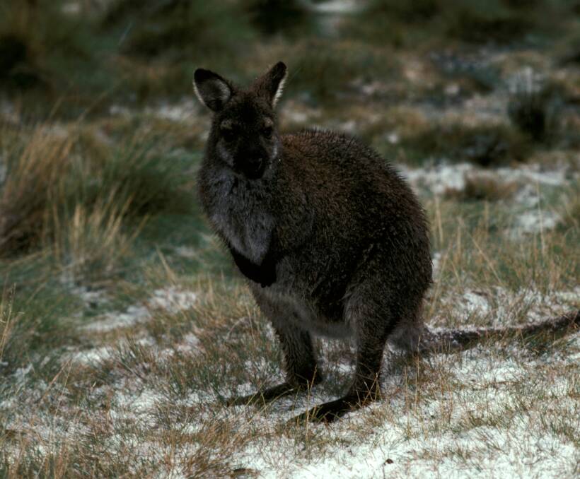 CULLED: The Bennetts wallaby was one of two species hunted during the Avoca Roo Shoot. 
