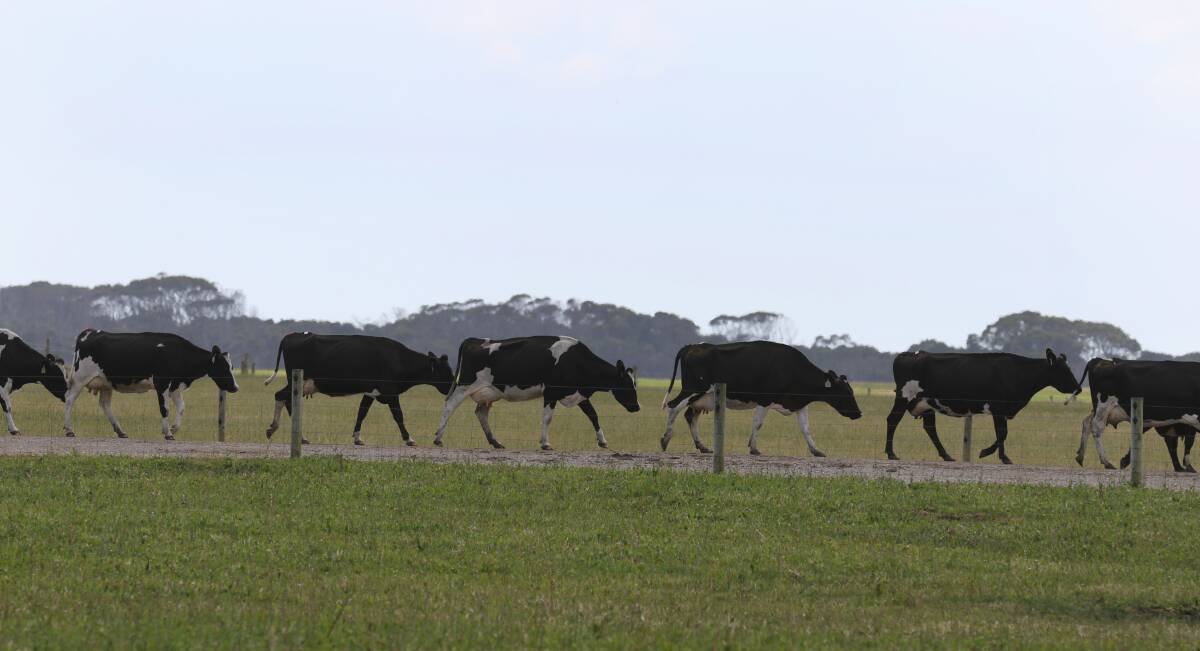 Upgrade: Dairy cows on the way to one of the dairy operations at Moon Lake's Woolnorth property.