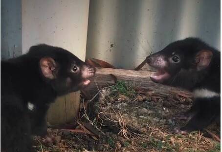 Baby Devils playing tag – Tassie-style | video