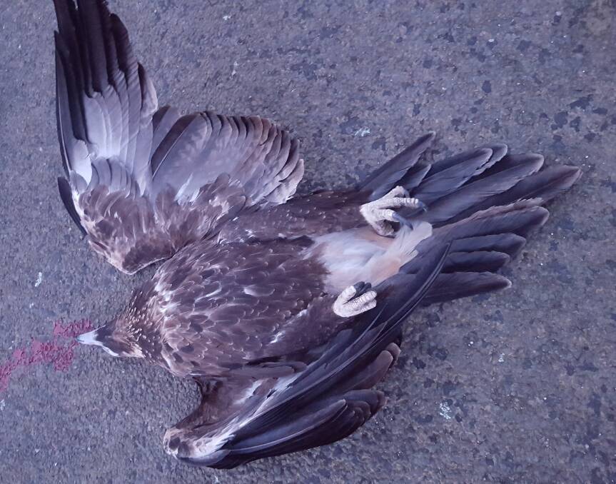 KILLED: An eagle was found dead after striking powerlines at Myrtle Creek east of Launceston. Picture: Supplied  
