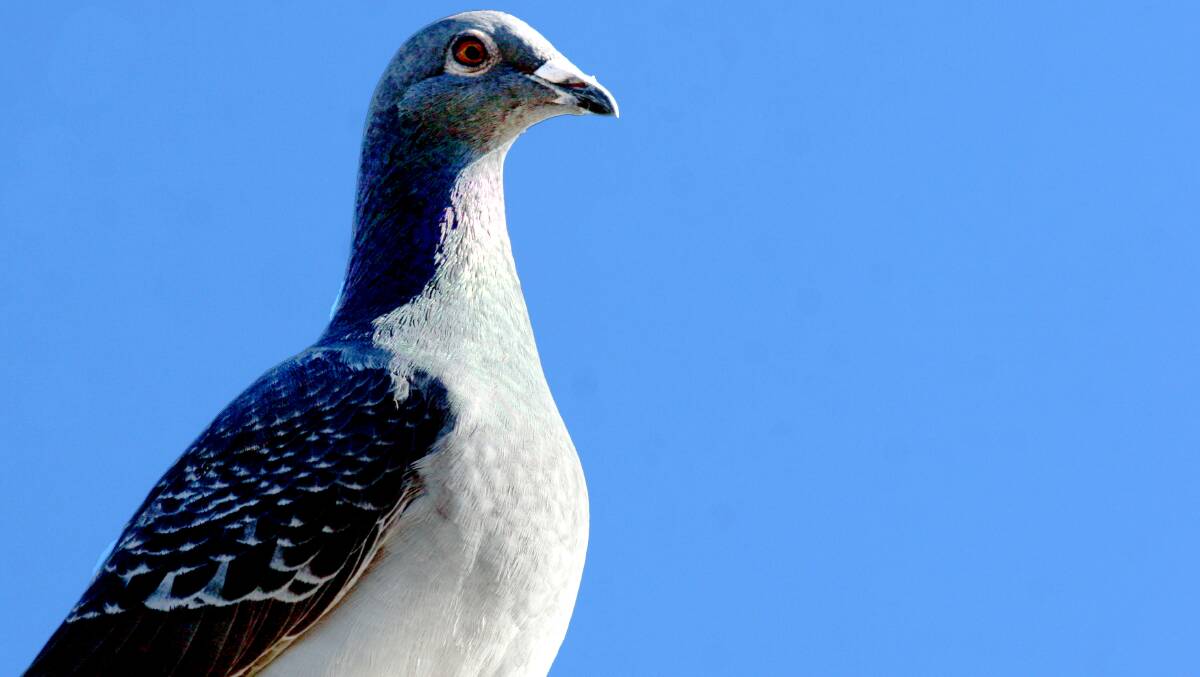 MYSTERY: Science has never worked out how a pigeon can fly to its cage from hundreds of kilometres away. Picture: Supplied  