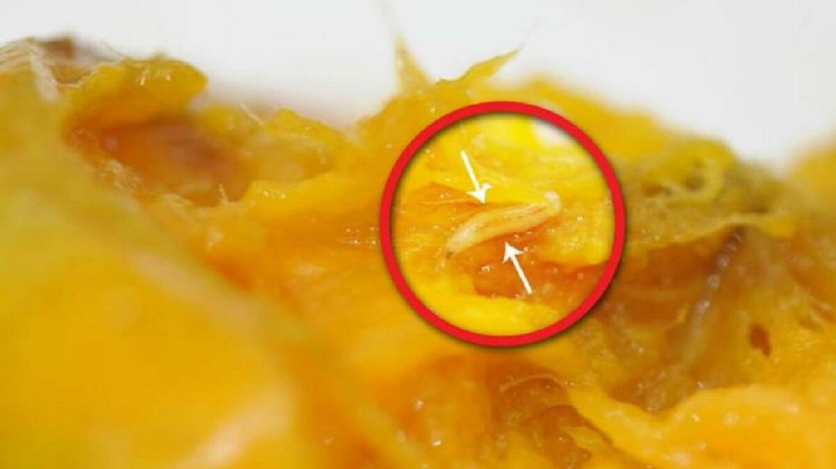 EXTENDED FLY ZONE: Image depicting fruit fly larvae in fruit flesh. DPIPWE is investigating reports of fruit fly around George Town. Picture: DPIPWE