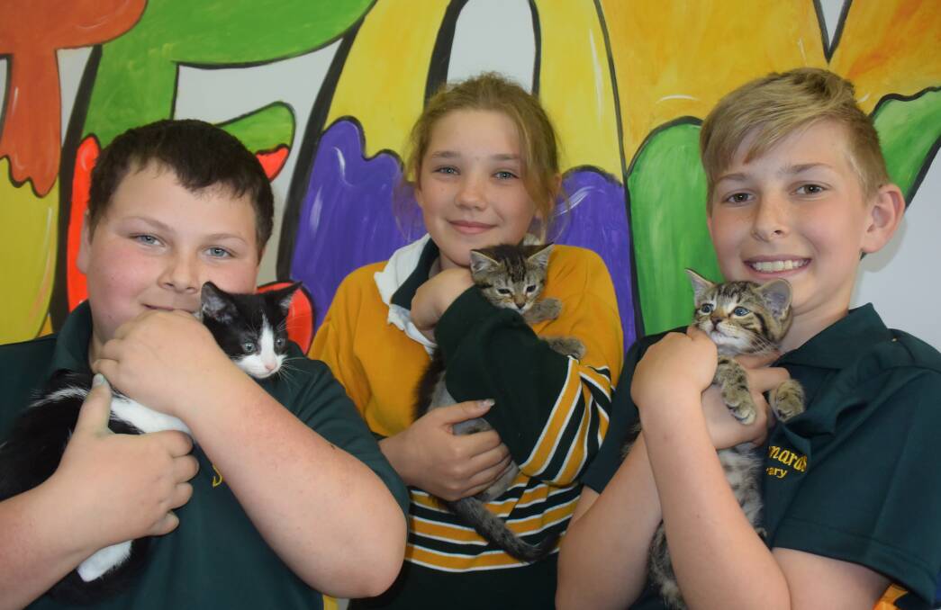 YOU'VE CAT TO BE KITTEN ME: St Leonards Primary School students Robert Murphy, 12, Makayla Woods, 12, and Zach Kerrison, 11, cuddle kittens after participating in the Edu.Cat program run by Ten Lives Cat Centre. Picture: Tess Brunton