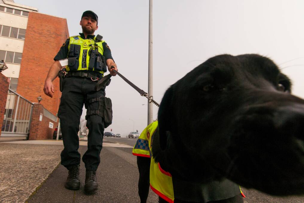 NOSE DOWN: Fang and his handler Mr Anderson patrol Launceston's streets. Picture: Phillip Biggs