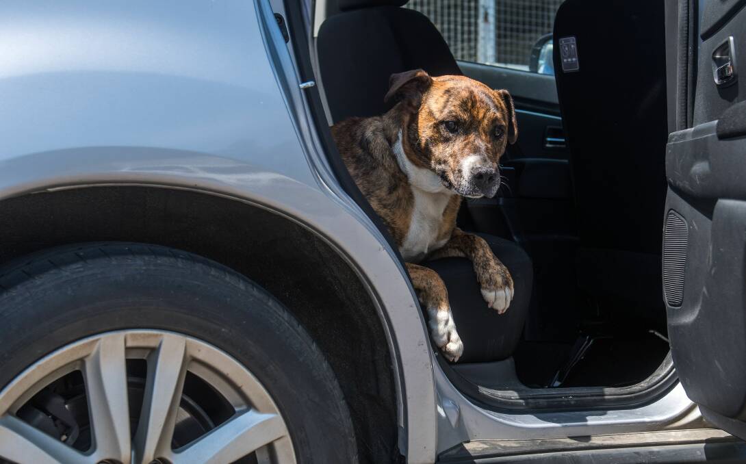 DON'T FORGET: Dogs can heat up in cars even on days under 20 degrees.