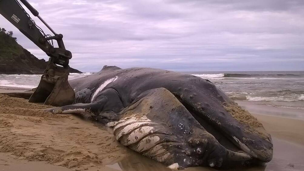 The 14-metre humpback whale washed up on Grassy Head beach died of unknown causes and was buried in the dunes behind the beach.