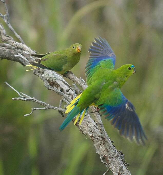 New tactics for orange-bellied parrot survival