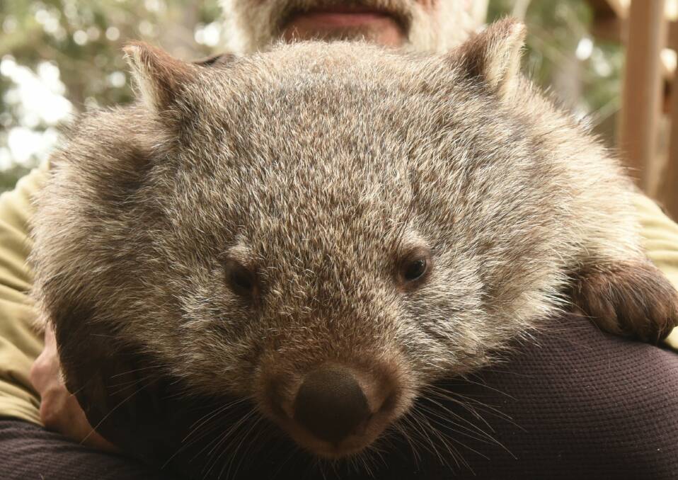 Friends: A friendly wombat. Aggressive wombat attacks on humans are reportedly rare in Tasmania.