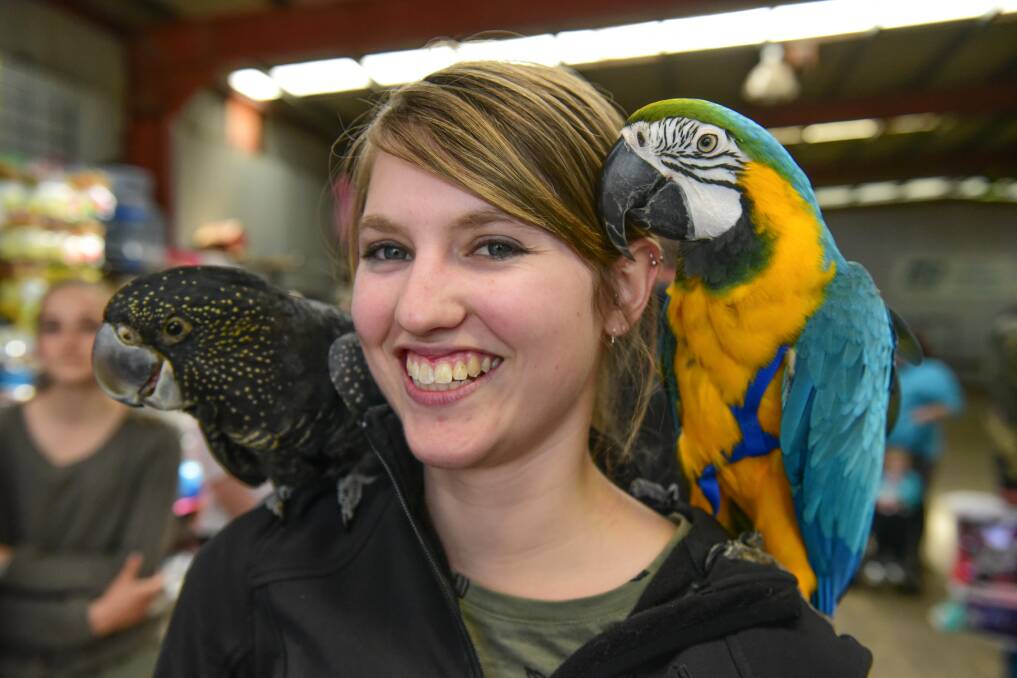 Feathered friends: Bird handler Emily Mountney with Gomez and Cyril, at the Royal Launceston Show animal nursery. Picture: Paul Scambler