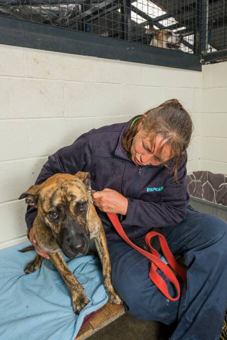 Dogs were let out at the RSPCA's shelter in Launceston on Thursday night. Pictures: Phillip Biggs