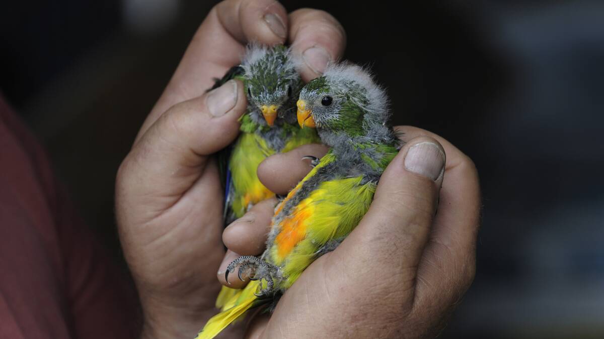 Orange-Bellied Parrot needs ‘drastic intervention’ to survive, expert says