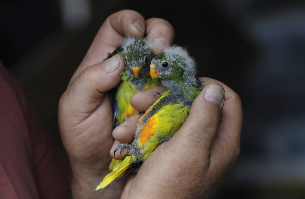 Juvenile orange-bellied parrots. Picture: Supplied