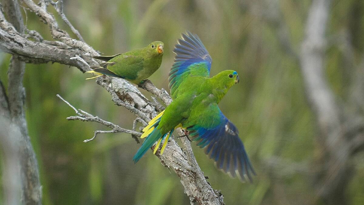 Third wild female Orange-Bellied Parrot sighted in Melaleuca