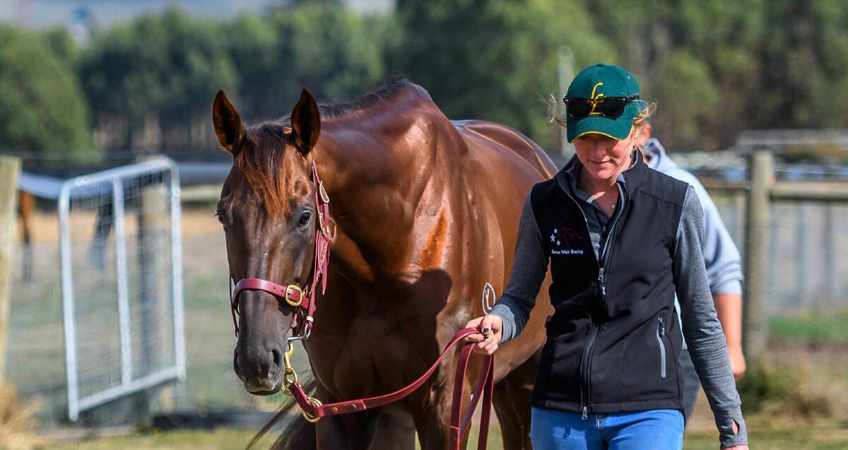 Ready: Track rider for Darren Weir Racing Bonnie Kingsley with chestnut stallion Andrea Mantegna, ahead of the Launceston Cup on Wednesday. Picture: Scott Gelston