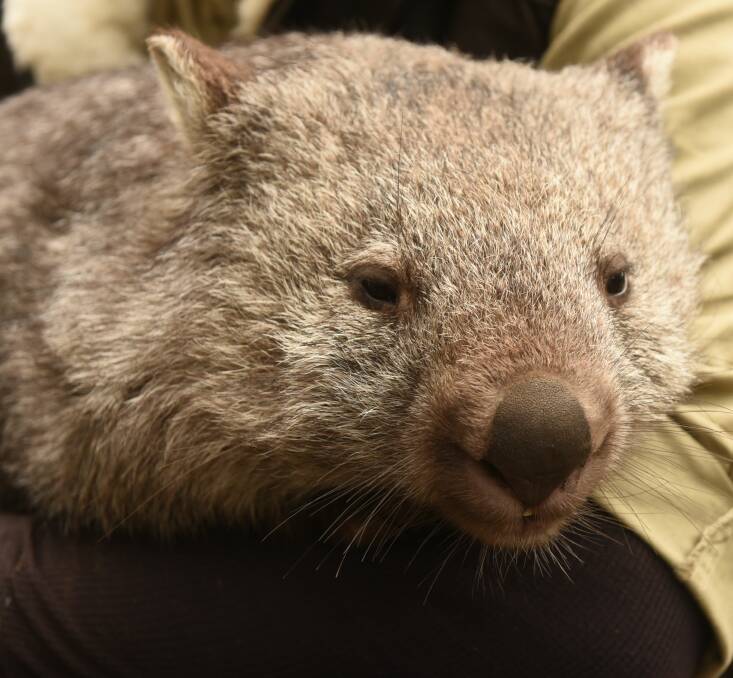 A friendly wombat.