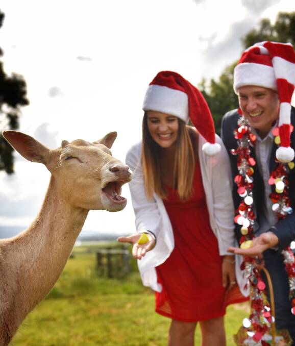 Rudolph's Australian cousin: Four-year-old deer John suggests a few carols for Abbey Hansson and Frank Kerr to sing at Launceston's Carols by Candlelight on Sunday, December 18. Picture: Scott Gelston