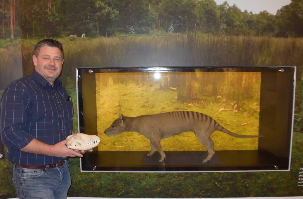 EXTINCT: QVMAG natural sciences curator David Maynard believes that museums are the only place anyone will see a Thylacine ever again. Picture: Stefan Boscia