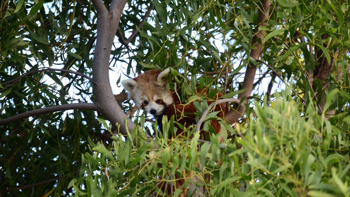 SETTLING IN: Nepalise red panda Mandu has been adjusting to her new habitat at Tasmania Zoo. Picture: Paul Scambler.