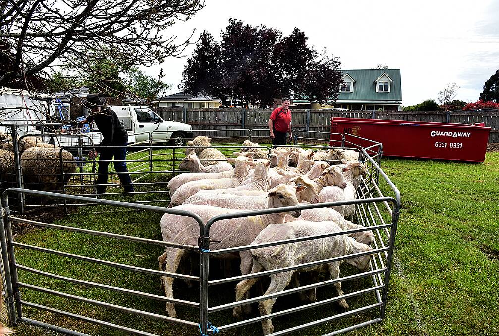 SHOWTIME: Some of the action from last year's Longford Show. This year's event will be held on Saturday. 