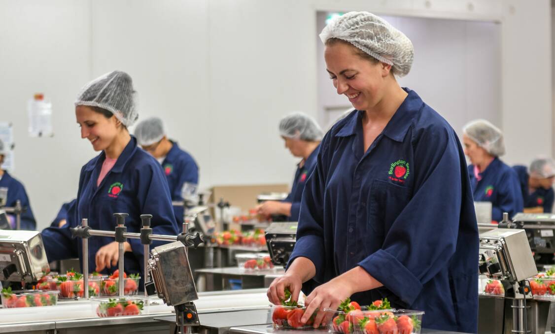 WORKING: Ms Cerenzia and Ms Stamenov help pack strawberries at Burlington Berries.