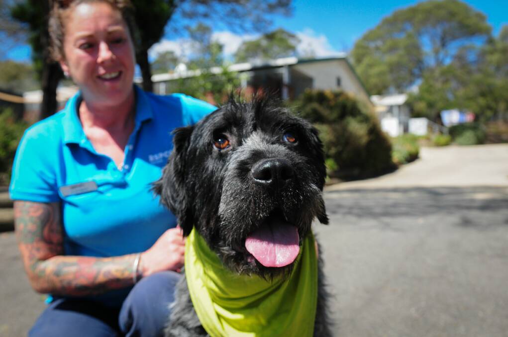 LOVE: RSPCA Animal Care Centre attendant Lauren Chenhall with Griff the wirehaired pointing griffon, who wears a bandanna to hide his scars. Picture: Paul Scambler. 