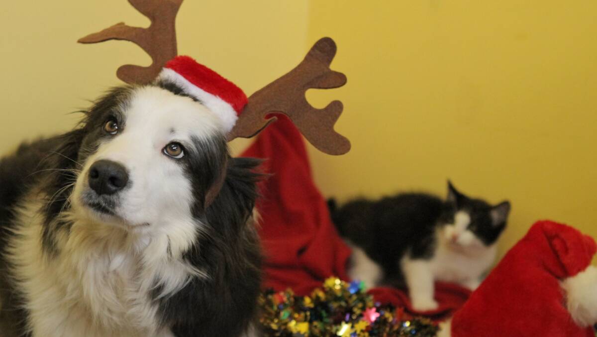 FRIENDS: The RSPCA are reminding pet owners not to forget about their animals this Christmas. Picture: File 