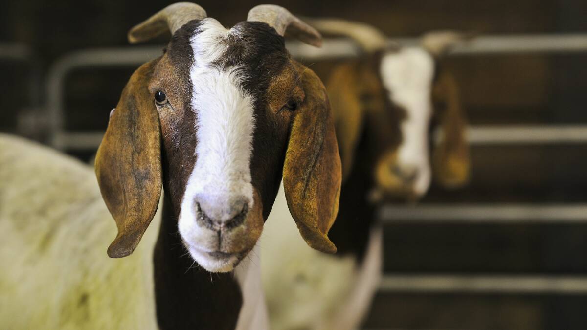 Highlights from last year's Goatfest at Launceston showground. Pictures: Scott Gelston 
